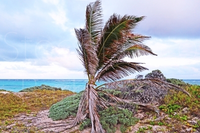 Beach Palm 